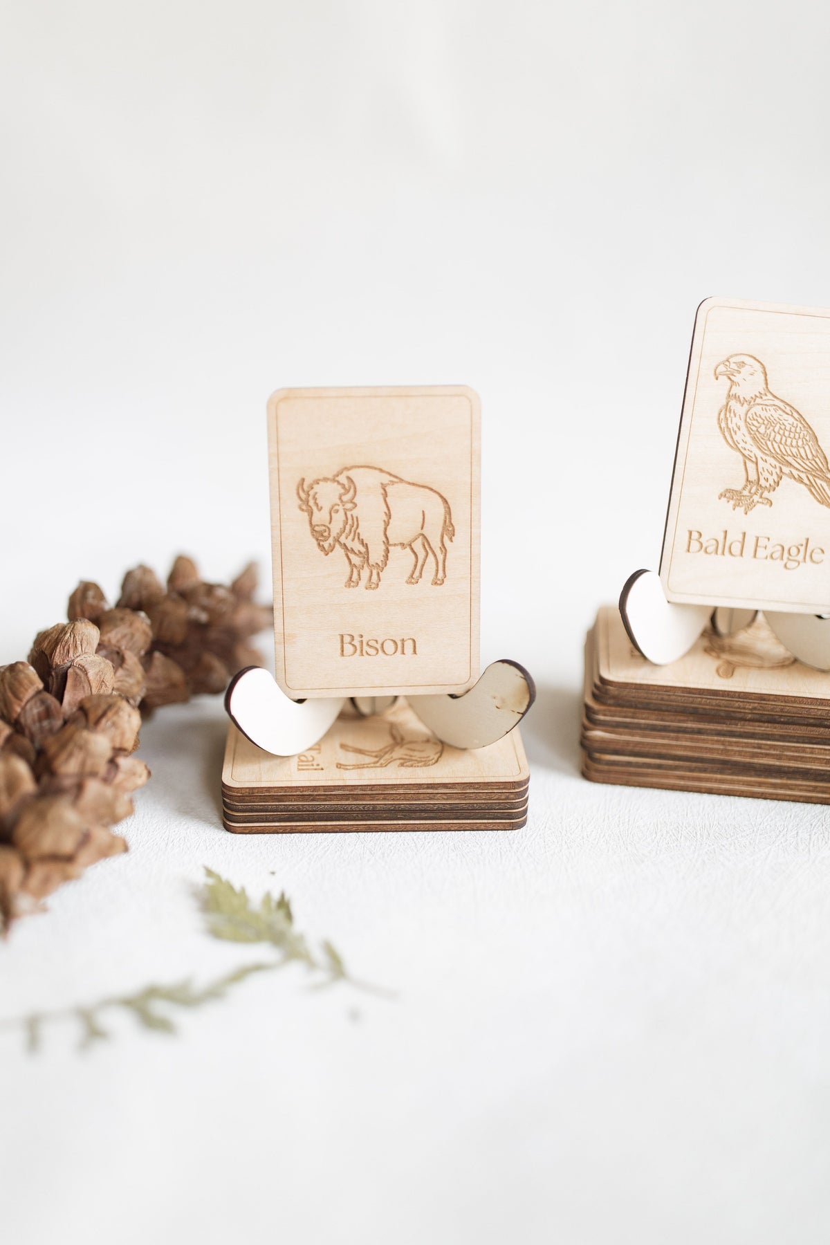 Midwest Wildlife Matching Game Card Set (24 Pieces) — photo 7