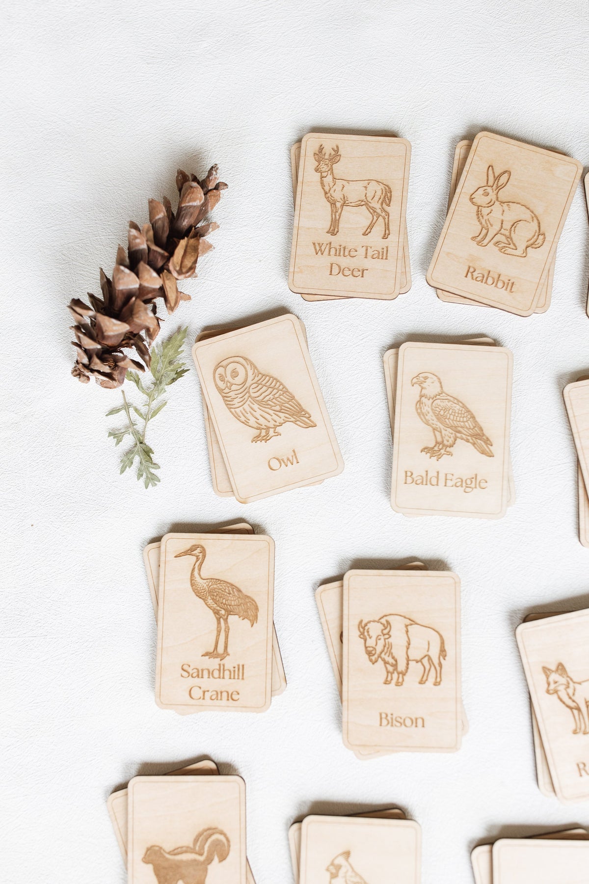 Midwest Wildlife Matching Game Card Set (24 Pieces) — photo 9